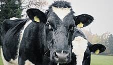 Facial Recognition For Cows Is Latest Cargill-Backed Tech Idea