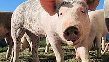China To Remain Pork Importer For 4-5 Years, Says Danish Crown CEO