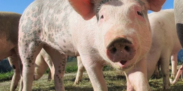 China May Pork Imports Jump 86% On Year To 370,000 Tonnes
