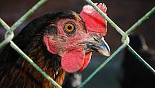 Rewe Commits To Laying Hen Welfare