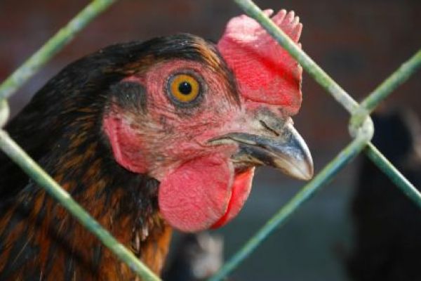 Rewe Commits To Laying Hen Welfare