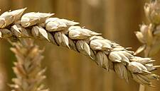 EU Monitor Cuts 2020 Soft Wheat Yield Forecast, Ups Spring Crops