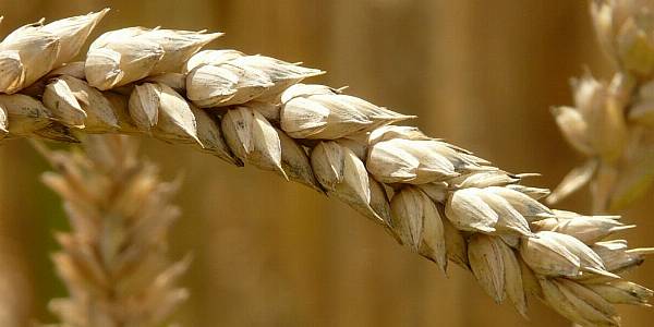 Egypt Eases Wheat Inspections Once Blocking Imports On Fungus