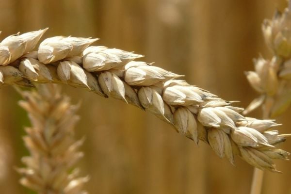 Romanian Farmers Ask Government To Ban Ukrainian Grain