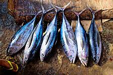 Bolton Alimentari Partners With WWF On Sustainable Fishing