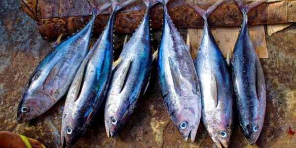 Deep-Sea Mining Could Impact Tuna Fisheries, Study Finds