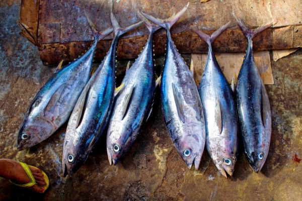 Deep-Sea Mining Could Impact Tuna Fisheries, Study Finds