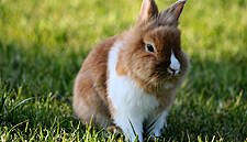 Coop Switzerland Awarded For Rabbit-Raising Conditions