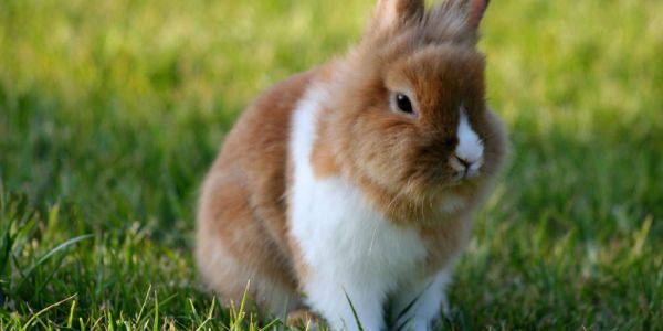Coop Switzerland Awarded For Rabbit-Raising Conditions