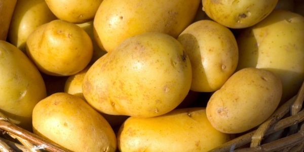 Tesco Invests In British Potato Farmers' Future