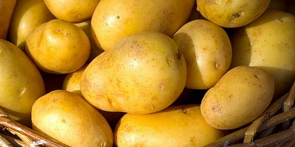 Tesco Invests In British Potato Farmers' Future