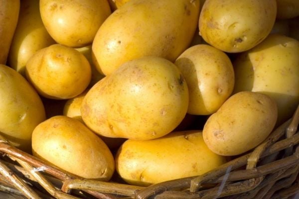 Tesco Invests In British Potato Farmers' Future