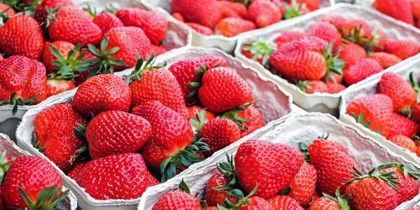 Leading Strawberry Producer Fresón De Palos Sees Volume Sales Up