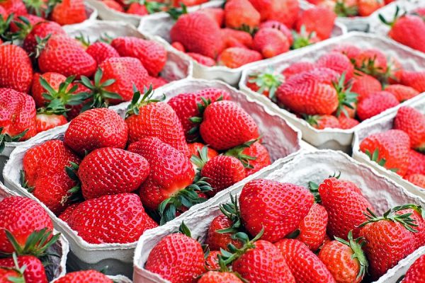 Leading Strawberry Producer Fresón De Palos Sees Volume Sales Up