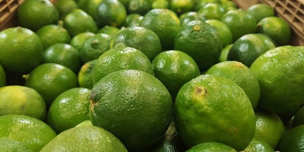 Spanish Lime Production Fell By 30 Per Cent In 2015