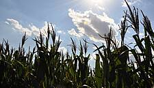 Imported Tortillas? Big Mexican Farmers Fear Cuts Will Hit Harvests