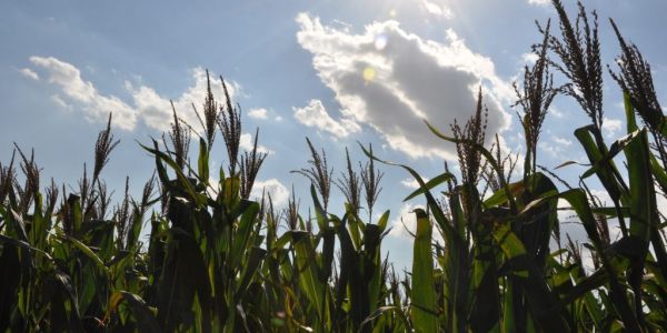 Europe's Grain Farms Await Rain Break After Damp Winter