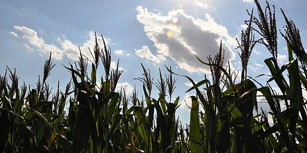 South Africa White-Corn Imports Seen Missing Target By Chamber