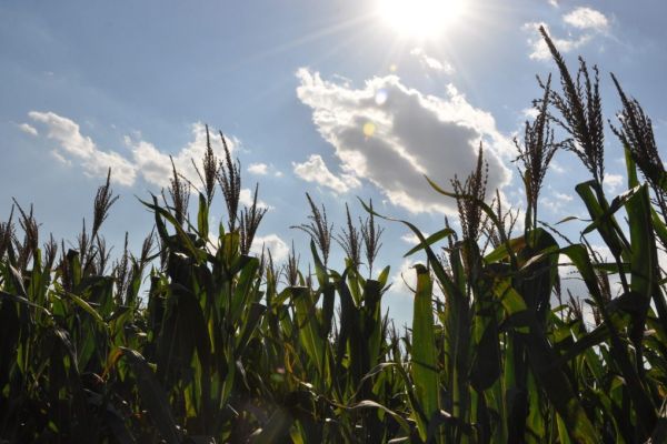 Zambia Battles Ravaging Armyworms That Threaten Food Security