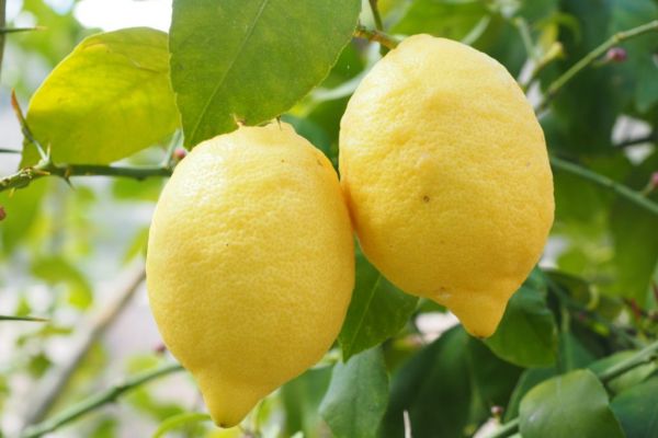 Spain To Increase Lemon Production By 22%