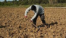 Swine Fever, Plant Protein To Shape EU Farming In Next Decade: Report