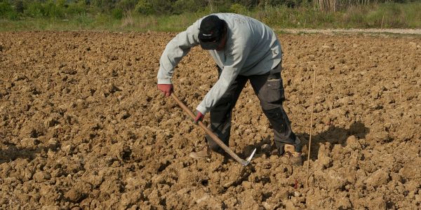 Jobs In The Spanish Agricultural Sector Fell 2.2% In Q2