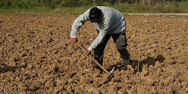 Jobs In The Spanish Agricultural Sector Fell 2.2% In Q2