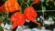 World’s Hottest Chilli Pepper On Sale In Tesco