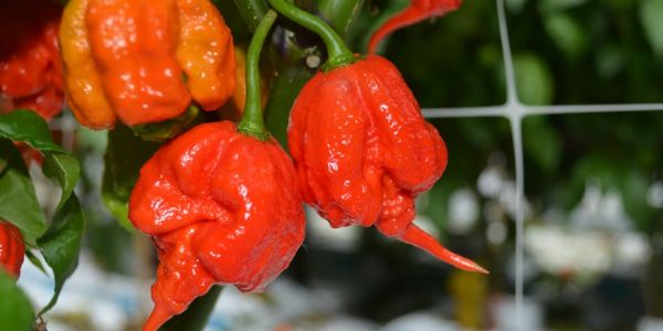 World’s Hottest Chilli Pepper On Sale In Tesco