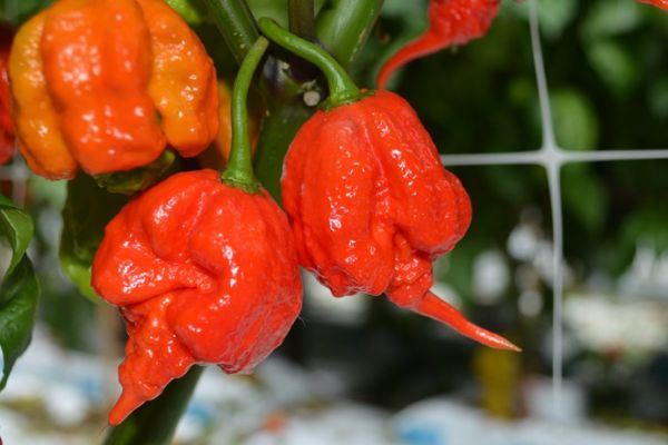 World’s Hottest Chilli Pepper On Sale In Tesco