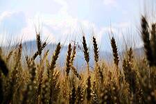 EU Wheat Crops Not Seen Suffering Big Hit From Cold Spell