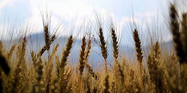 Heatwave Prompts Cut In Strategie Grains EU Wheat Crop Forecast