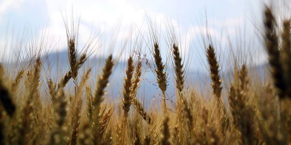 Rain Brings Wheat Relief In Australia's West