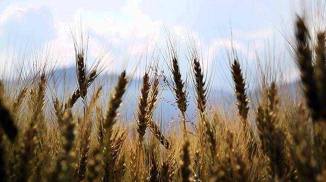 Russia May Increase Its Grain Export Quota