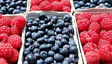 Driscoll's Berry Of The Future, Picked By Agrobots?