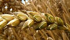 Russia To Impose Wheat Export Tax After Putin's Criticism Of Food Price Growth