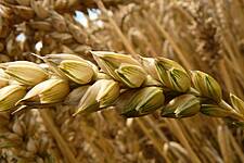 India's Wheat Exports Could Quadruple In 2021