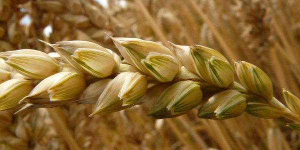 EU Wheat In Good Shape After Rain Eases Concerns Over Dry Spring
