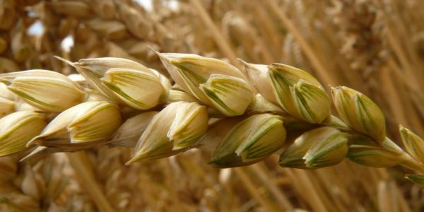 France Stands Out As Germans Lag At End of Europe Wheat Harvest