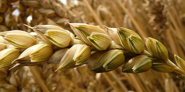 Wheat Rises On Short-Covering, Soy Waits On China News