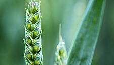 EU Seeks To Reset Relationship With Nature After COVID-19 Crisis