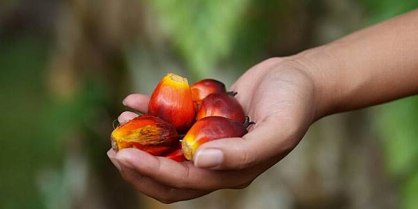 Indonesia's Palm Oil Exports Set To Fall In 2024 On Rising Demand, Lower Output