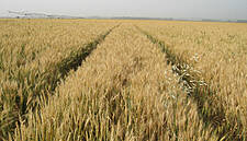 Food Commodities Trader Olam Sees Low Grain Prices Into 2017