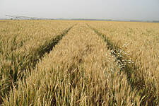 Grain Harvest Picks Up In The EU After Downpour, Crop Quality In Focus
