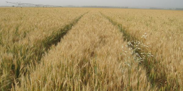 Downpours Hit Baltic Wheat Crops as Production Set to Decline