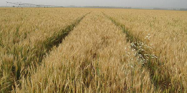 Grain Harvest Picks Up In The EU After Downpour, Crop Quality In Focus