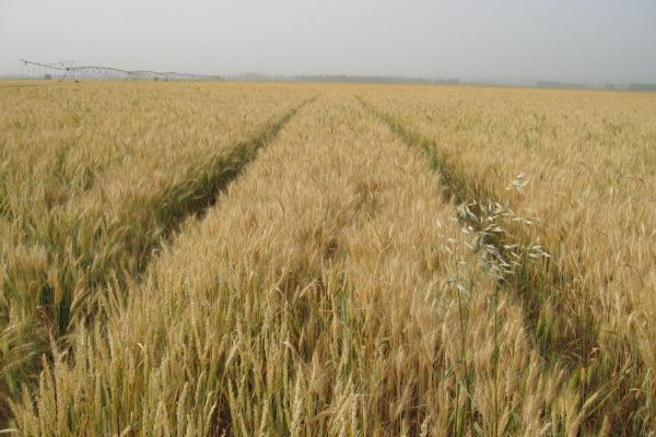 Downpours Hit Baltic Wheat Crops as Production Set to Decline