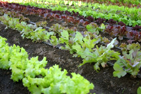 EU Organic Crop Law Revamp Put On Hold