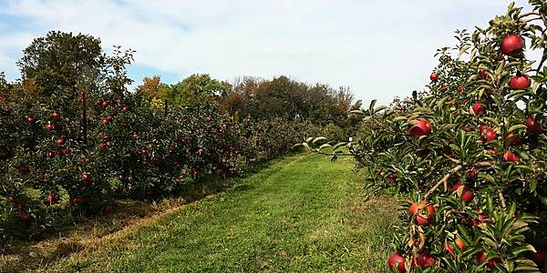 Pigs And Perennials Top Priorities For Future Czech Farm Policy