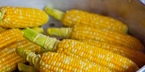 Brazil's 2023 Corn Exports Could Get Big Boost From China